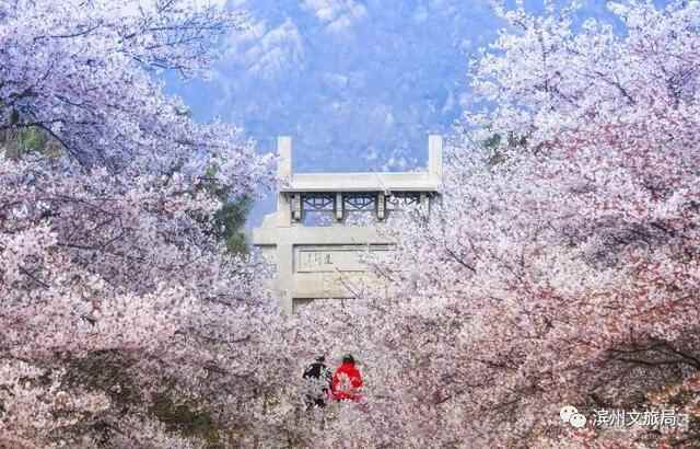 山东人游滨州 | 被花香萦绕的滨州，竟然这么美！