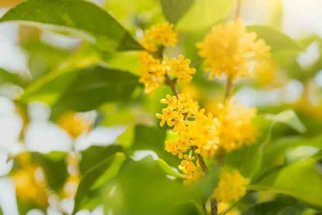 这些秋季限定美食指南，哪一个是你的爱→