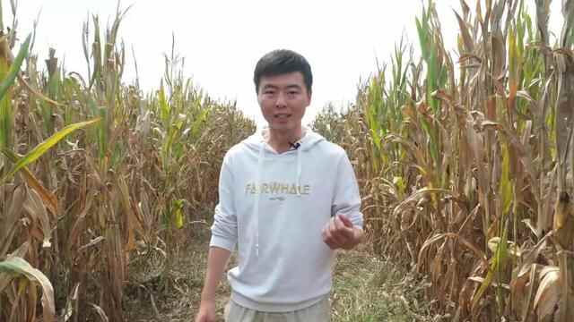 东明黄河滩区居民迁建系列报道之七：旧村拆除天地宽