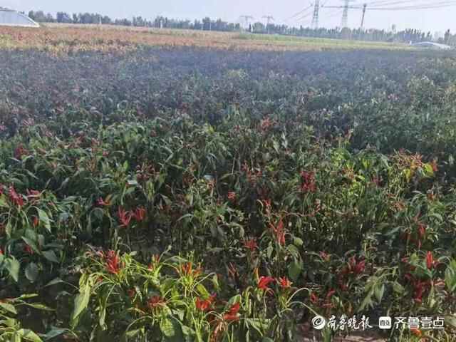 美丽纸坊，共建共享！看，农村人居环境整治的徐庄经验