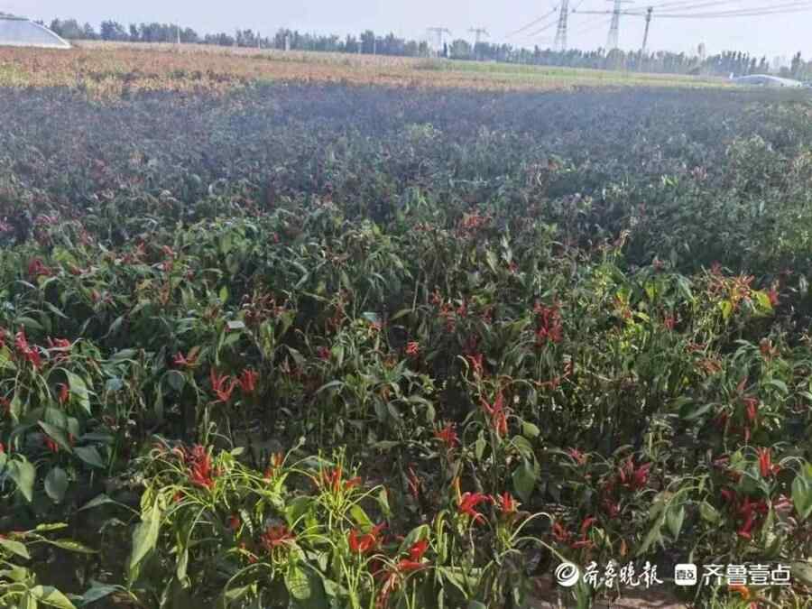 美丽纸坊，共建共享！看，农村人居环境整治的徐庄经验