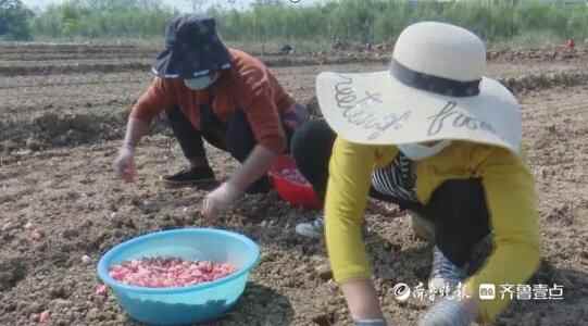 成武大田集镇十万亩大蒜种植接近尾声