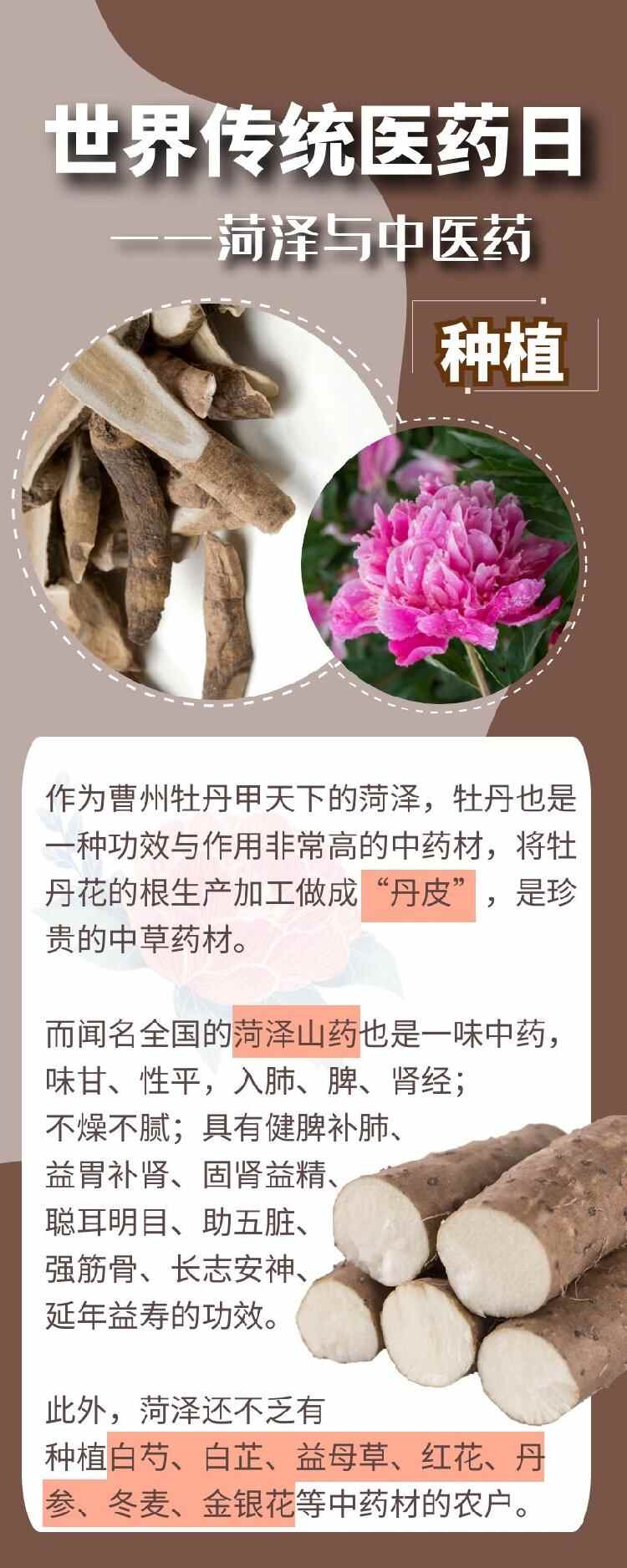 世界传统医药日 | 细数菏泽与中医药的缘分