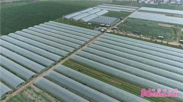 菏泽定陶：党建引领村集体经济发展 助力乡村振兴