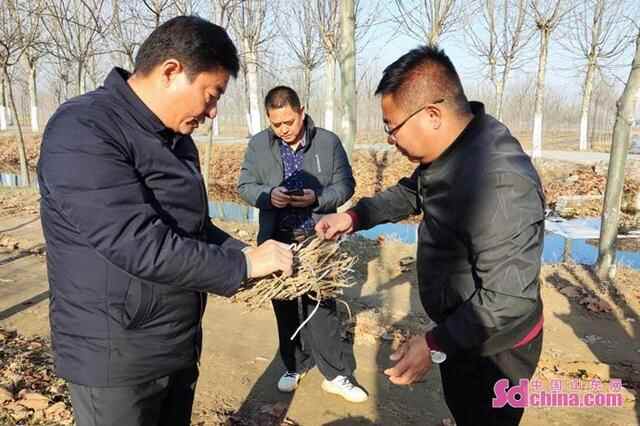 东明县加快推进油用牡丹基地建设