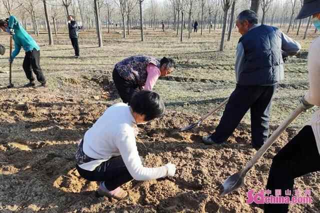 东明县加快推进油用牡丹基地建设