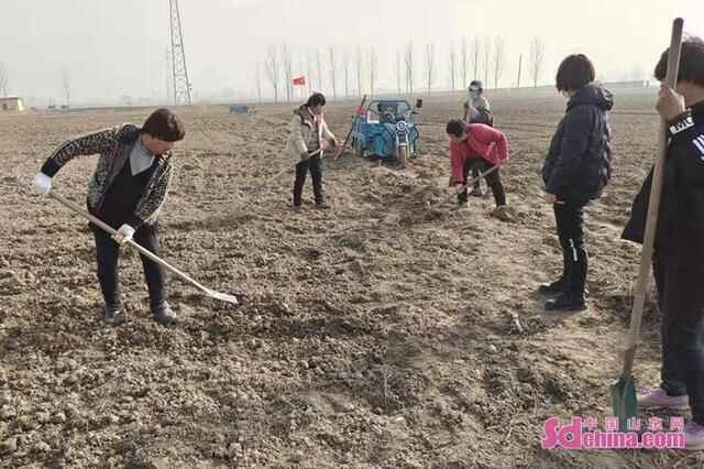 东明县加快推进油用牡丹基地建设
