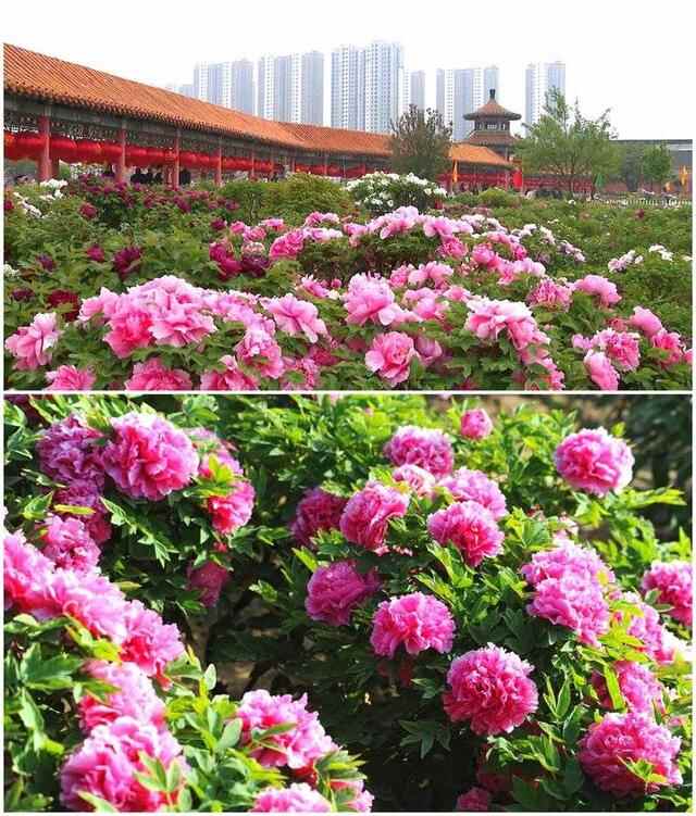 这就是山东｜菏泽羊肉汤，一座城市的美食记忆