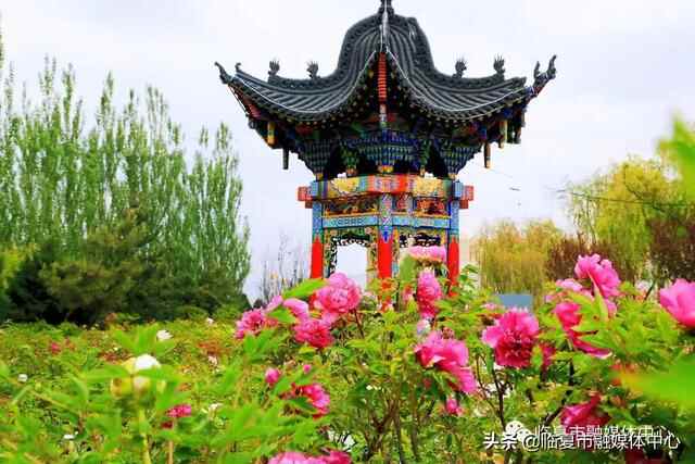国色牡丹！美食集结！潮流打卡！魅力花都·公园城市花样玩法～嗨翻五一小长假