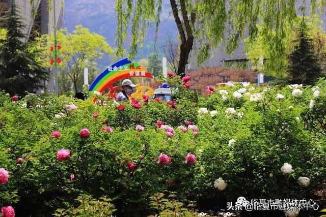 国色牡丹！美食集结！潮流打卡！魅力花都·公园城市花样玩法～嗨翻五一小长假
