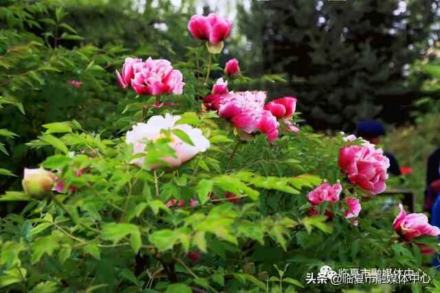 国色牡丹！美食集结！潮流打卡！魅力花都·公园城市花样玩法～嗨翻五一小长假