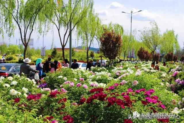 国色牡丹！美食集结！潮流打卡！魅力花都·公园城市花样玩法～嗨翻五一小长假