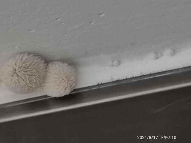 新房长“蘑菇”、多处渗水，东莞寮步珑远翠珑湾被曝渗水严重