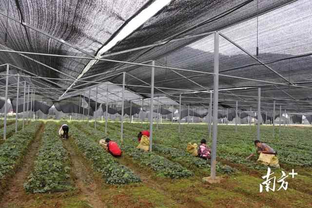 推动协调发展共同发展，大朗组团赴江口县开展东西部协作工作
