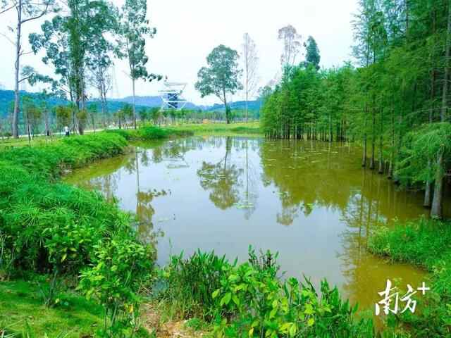 高清靓图｜黄江湿地公园全新升级，快来打卡吧
