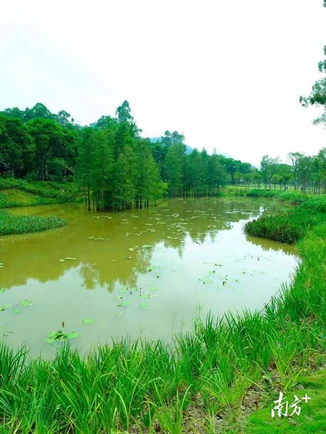 高清靓图｜黄江湿地公园全新升级，快来打卡吧