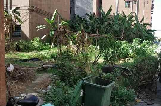 清理“屋边闲置地”，东莞洪梅这个村把“闲置”变“便民”