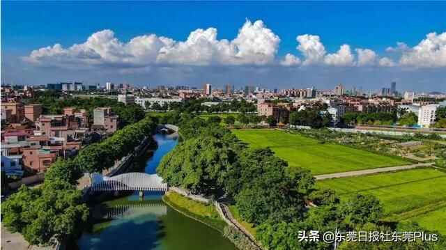 肖亚非参与“乡村振兴大擂台”为道滘镇“站台”：东莞努力开创乡村振兴新局面
