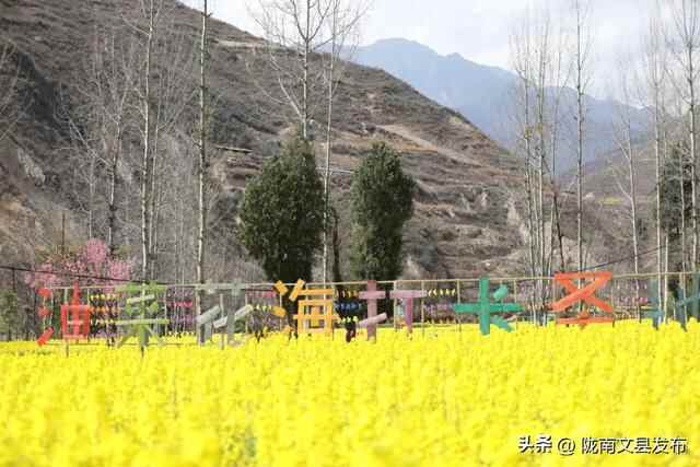 文县桥头镇：油菜花开，绘就乡村振兴美丽画卷