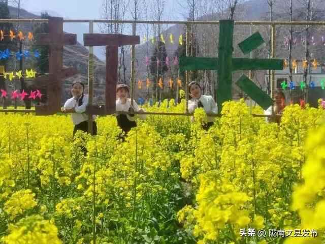文县桥头镇：油菜花开，绘就乡村振兴美丽画卷