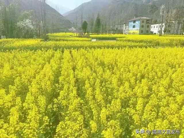 文县桥头镇：油菜花开，绘就乡村振兴美丽画卷