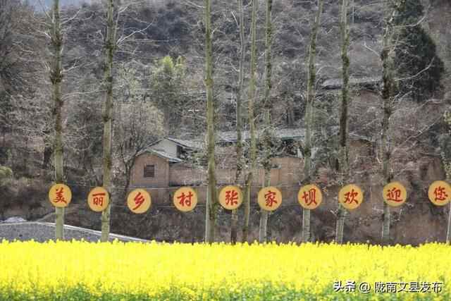 文县桥头镇：油菜花开，绘就乡村振兴美丽画卷