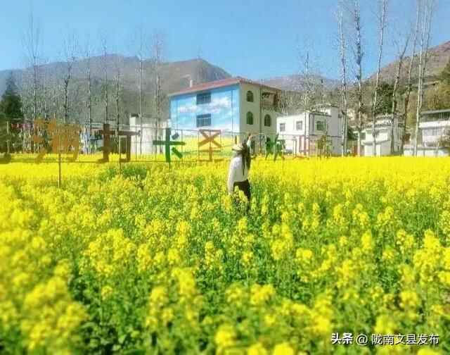 文县桥头镇：油菜花开，绘就乡村振兴美丽画卷