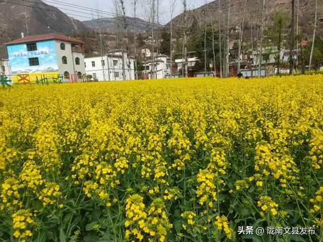 文县桥头镇：油菜花开，绘就乡村振兴美丽画卷