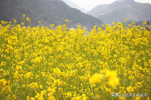 文县桥头镇：油菜花开，绘就乡村振兴美丽画卷