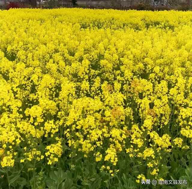 文县桥头镇：油菜花开，绘就乡村振兴美丽画卷