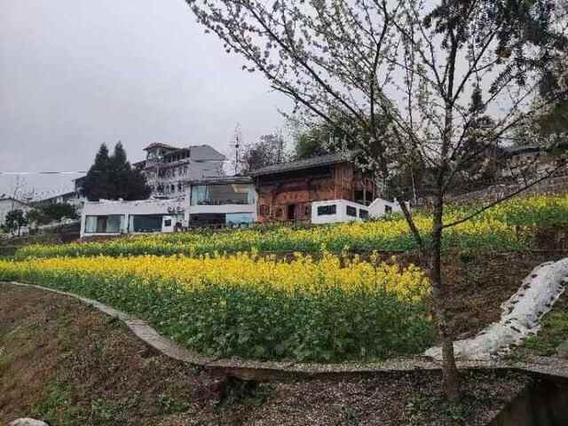 千年桥头与“李”有约！石柱县桥头镇邀您周末来赏花