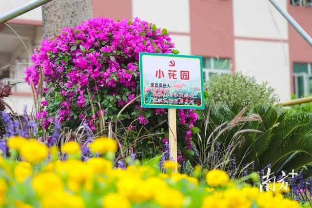 多措并举齐发力，石排镇乡村振兴见成效