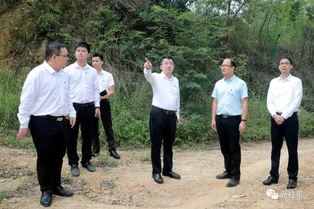 韦庆强到石龙镇调研林长制、松材线虫病防治情况
