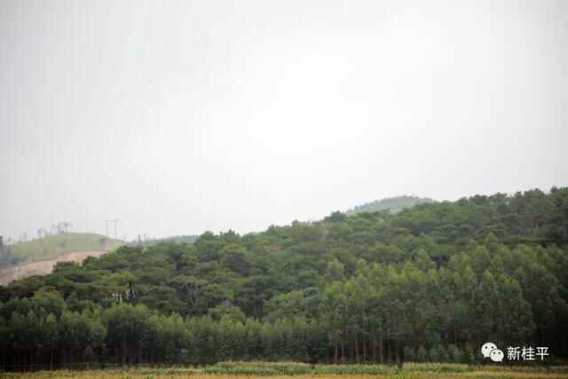 韦庆强到石龙镇调研林长制、松材线虫病防治情况