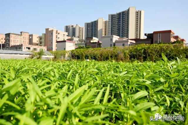 【美丽石碣】秋日“打卡”！石碣生态绿地感受美丽田园风光！