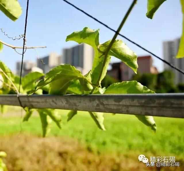 【美丽石碣】秋日“打卡”！石碣生态绿地感受美丽田园风光！