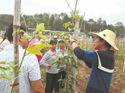 决战决胜脱贫攻坚的东莞答卷 | 企石镇助力南雄4村打赢脱贫攻坚战