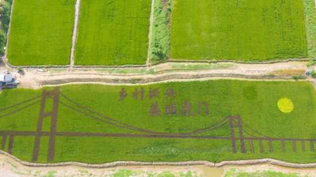 打卡去，东莞虎门这里有16亩美丽“稻田画”