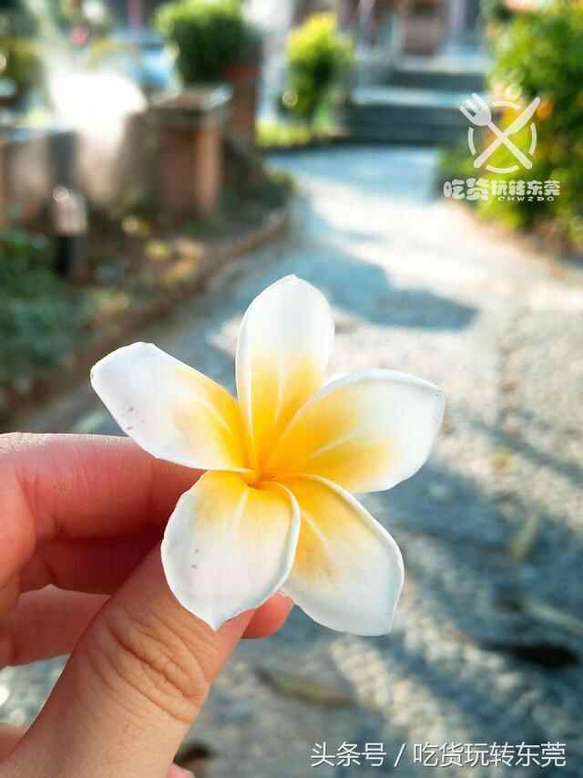 一夜爆红！万江的“桃花源”餐厅，吃到「扶墙」人均只需36.8~