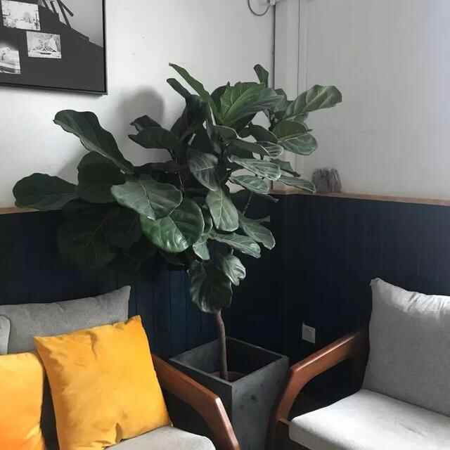 东莞厚街 | 值得一叹不止烧鹅濑粉