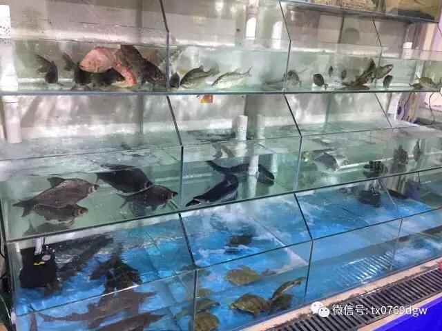 塘厦这家12年的老店重装升级！潮汕美食、低价海鲜吃个够！