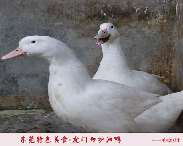 东莞美食：虎门白沙油鸭，你吃过吗？
