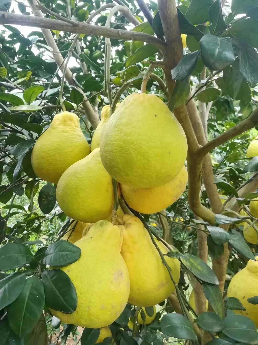 舌尖上的美食—广西容县沙田柚月饼的诱惑