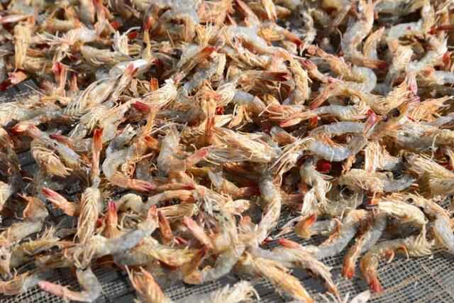 沙田生晒海鲜让你欲罢不能！秋风吹起晾晒海味一景，你看过吗？