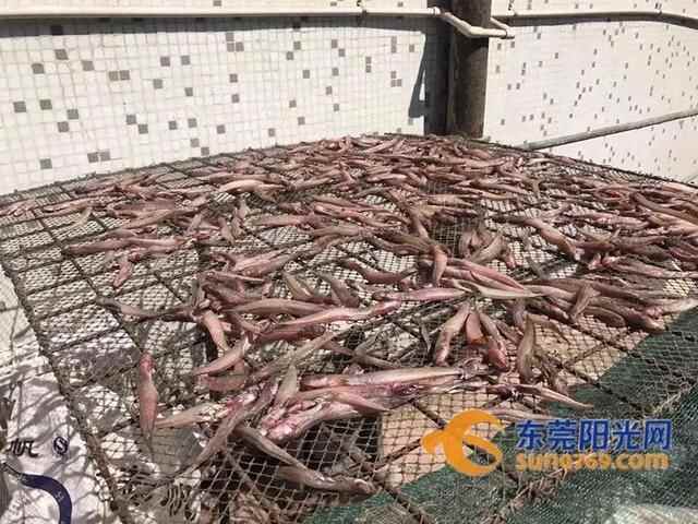 沙田生晒海鲜让你欲罢不能！秋风吹起晾晒海味一景，你看过吗？