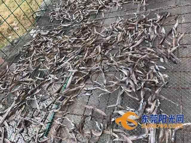 沙田生晒海鲜让你欲罢不能！秋风吹起晾晒海味一景，你看过吗？