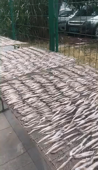 沙田生晒海鲜让你欲罢不能！秋风吹起晾晒海味一景，你看过吗？