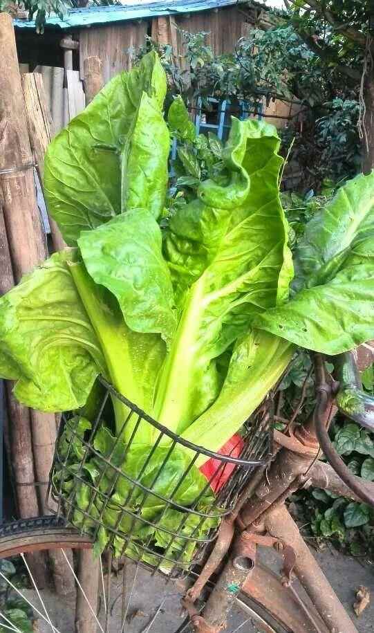 万顷沙与沙田美食的传奇