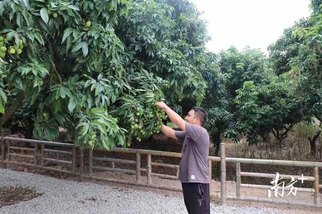常平朗洲村围绕荔枝等特色打造生态旅游线路