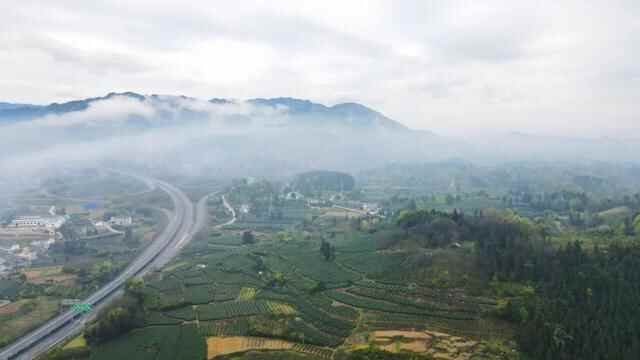 春满茶山！贵州茶乡之旅风景如画